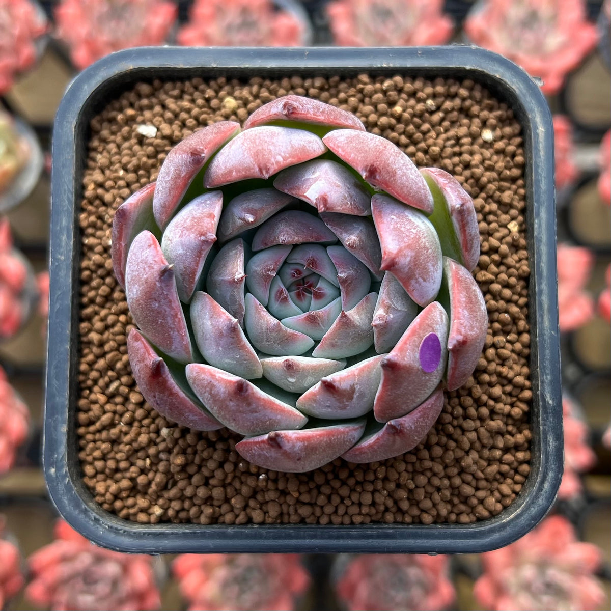 Echeveria 'Pavely' 2" Succulent Plant Cutting