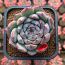Echeveria 'Pavely' 2" Succulent Plant Cutting