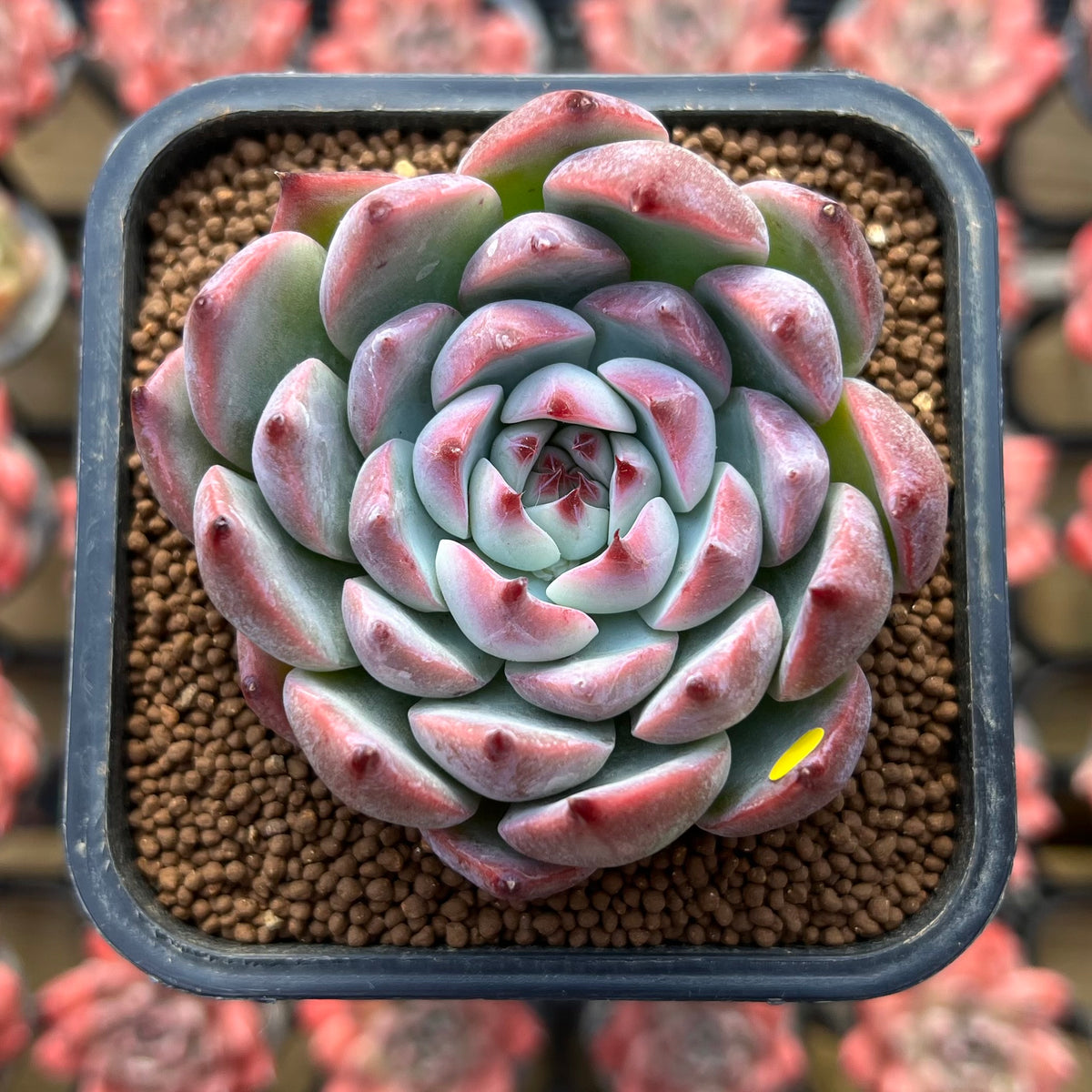 Echeveria 'Pavely' 2" Succulent Plant Cutting