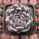 Echeveria 'Pavely' 2" Succulent Plant Cutting