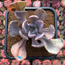 Pachyveria 'Jocelyns Joy' Variegated 3" Succulent Plant Cutting