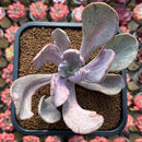 Pachyveria 'Jocelyns Joy' Variegated 3" Succulent Plant Cutting