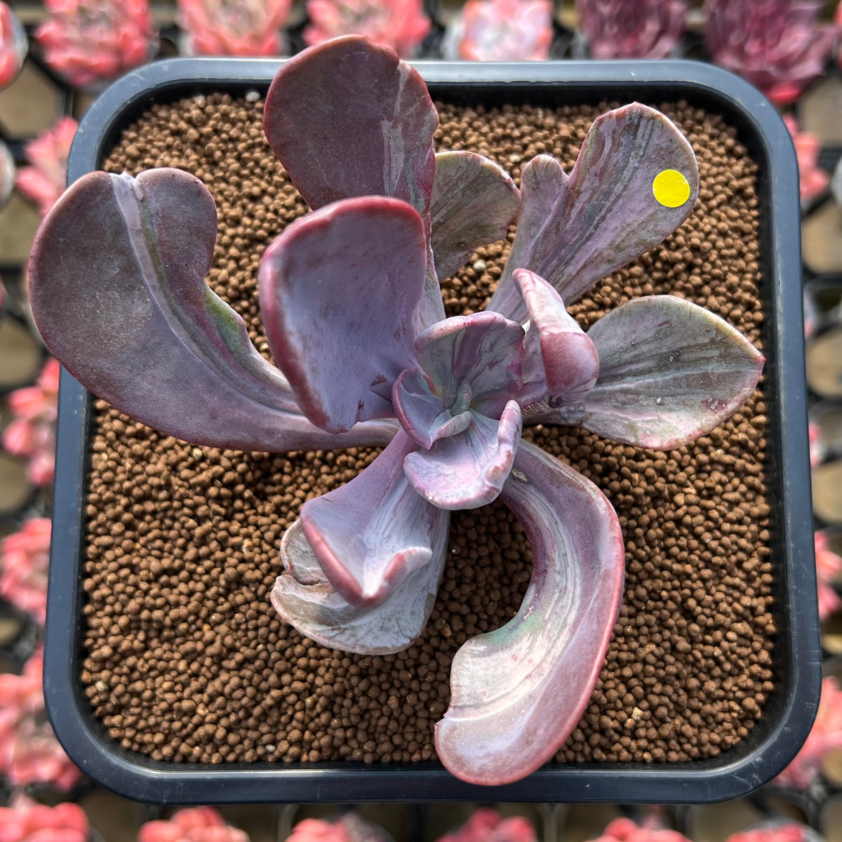Pachyveria 'Jocelyns Joy' Variegated 3" Succulent Plant Cutting