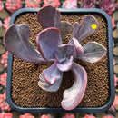 Pachyveria 'Jocelyns Joy' Variegated 3" Succulent Plant Cutting