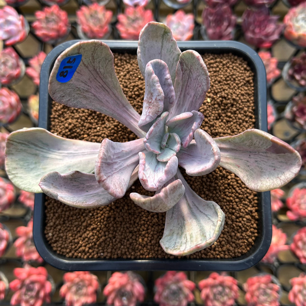 Pachyveria 'Jocelyns Joy' Variegated 3" Succulent Plant Cutting