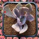 Pachyveria 'Jocelyns Joy' Variegated 3" Succulent Plant Cutting