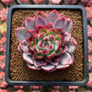Echeveria Hybrid sp. 2"-3" Flower Village Hybrid Succulent Plant Cutting