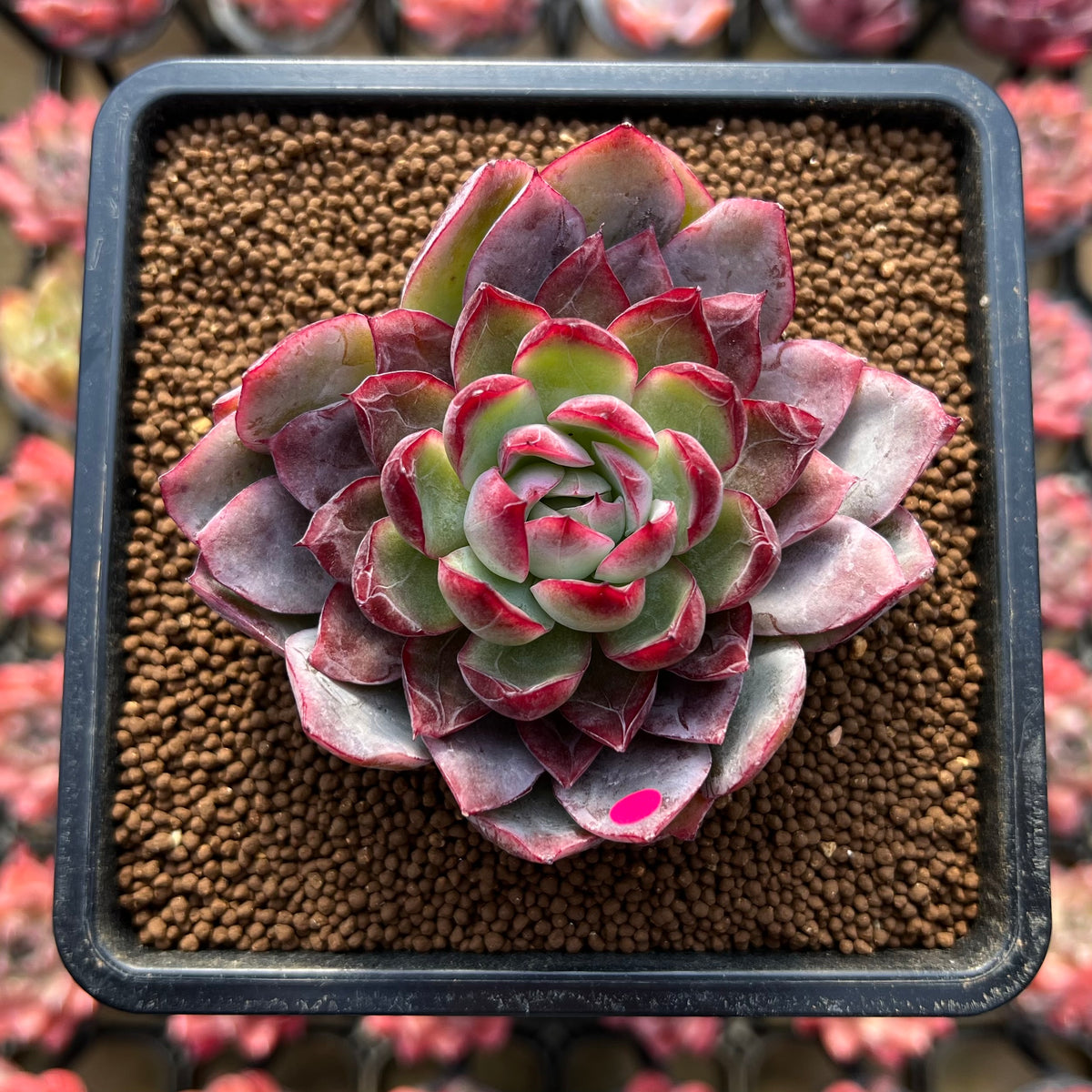 Echeveria Hybrid sp. 2"-3" Flower Village Hybrid Succulent Plant Cutting