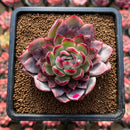Echeveria Hybrid sp. 2"-3" Flower Village Hybrid Succulent Plant Cutting