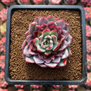 Echeveria Hybrid sp. 2"-3" Flower Village Hybrid Succulent Plant Cutting