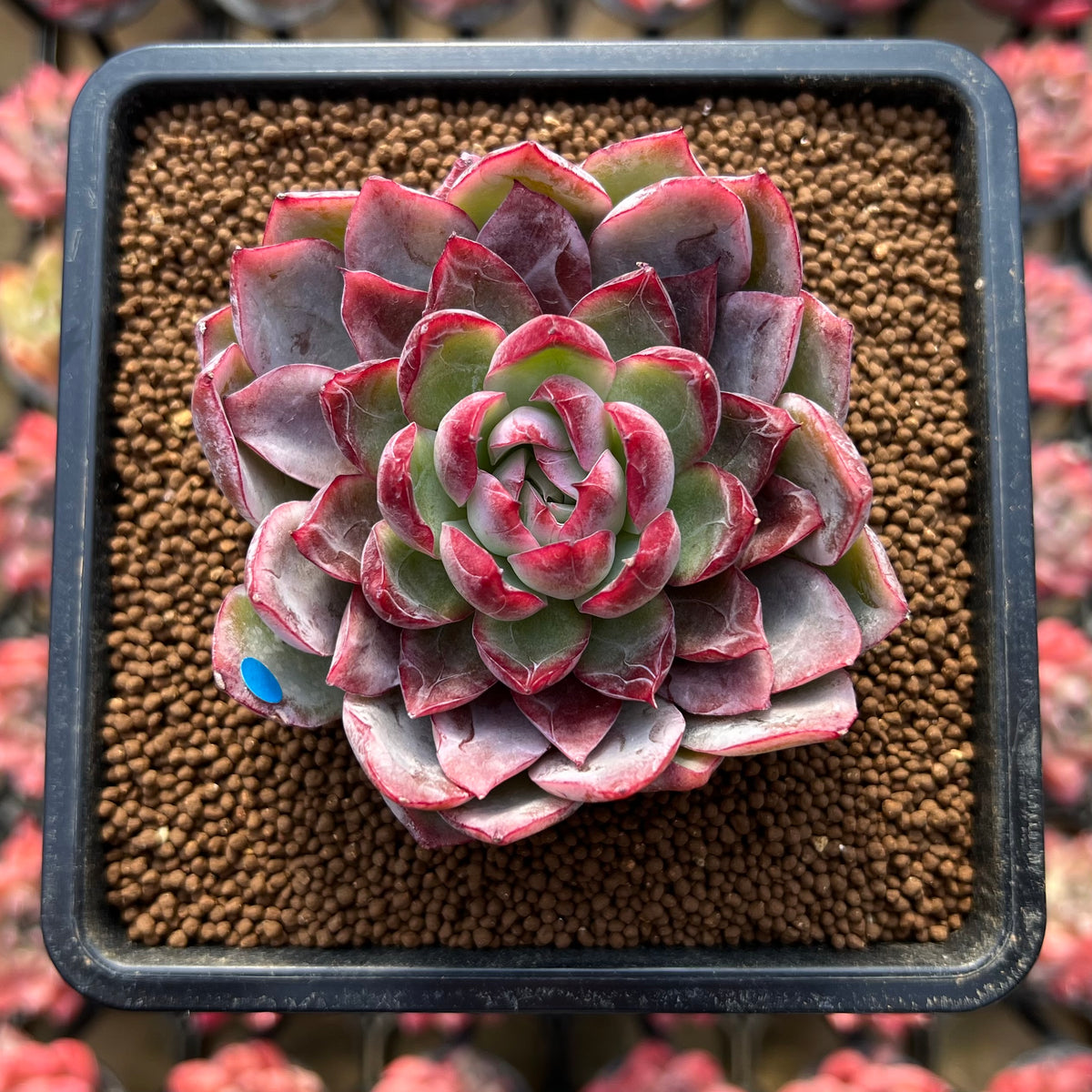 Echeveria Hybrid sp. 2"-3" Flower Village Hybrid Succulent Plant Cutting