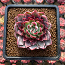 Echeveria Hybrid sp. 2"-3" Flower Village Hybrid Succulent Plant Cutting