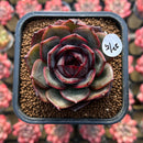 Echeveria 'Melodious' Type B 2" Succulent Plant Cutting