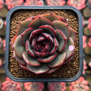 Echeveria 'Melodious' Type B 2" Succulent Plant Cutting