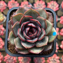 Echeveria 'Melodious' Type B 2" Succulent Plant Cutting