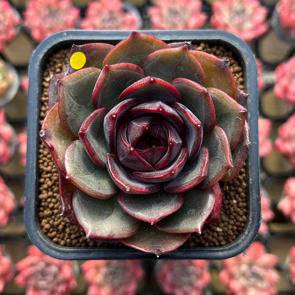 Echeveria 'Melodious' Type B 2" Succulent Plant Cutting