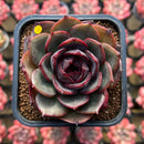 Echeveria 'Melodious' Type B 2" Succulent Plant Cutting