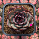 Echeveria 'Melodious' Type B 2" Succulent Plant Cutting