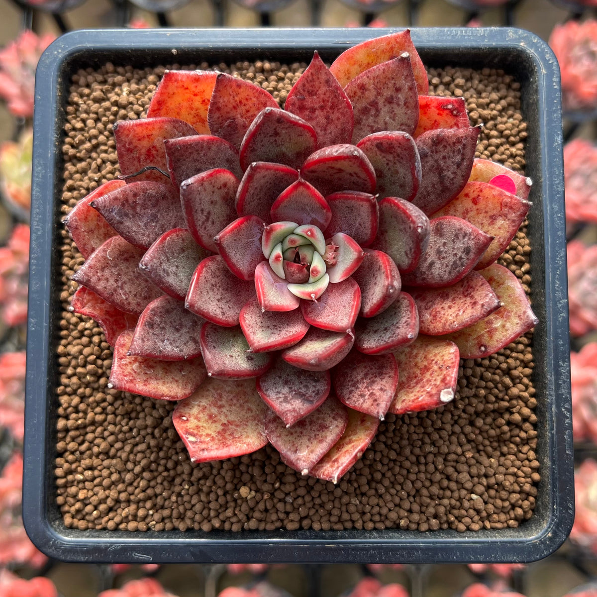 Echeveria 'Black Rose' x 'Longissima' Hybrid 3" Flower Village Hybrid Succulent Plant Cutting