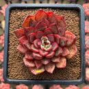 Echeveria 'Black Rose' x 'Longissima' Hybrid 3" Flower Village Hybrid Succulent Plant Cutting