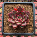 Echeveria 'Black Rose' x 'Longissima' Hybrid 3" Flower Village Hybrid Succulent Plant Cutting