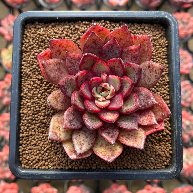 black and red succulent Echeveria 'Black Rose' x 'Longissima' Hybrid 3" Flower Village Hybrid Succulent Plant Cutting