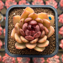 Echeveria 'Blood Queen' x 'Elegans' Hybrid 2" Flower Village Hybrid Succulent Plant Cutting