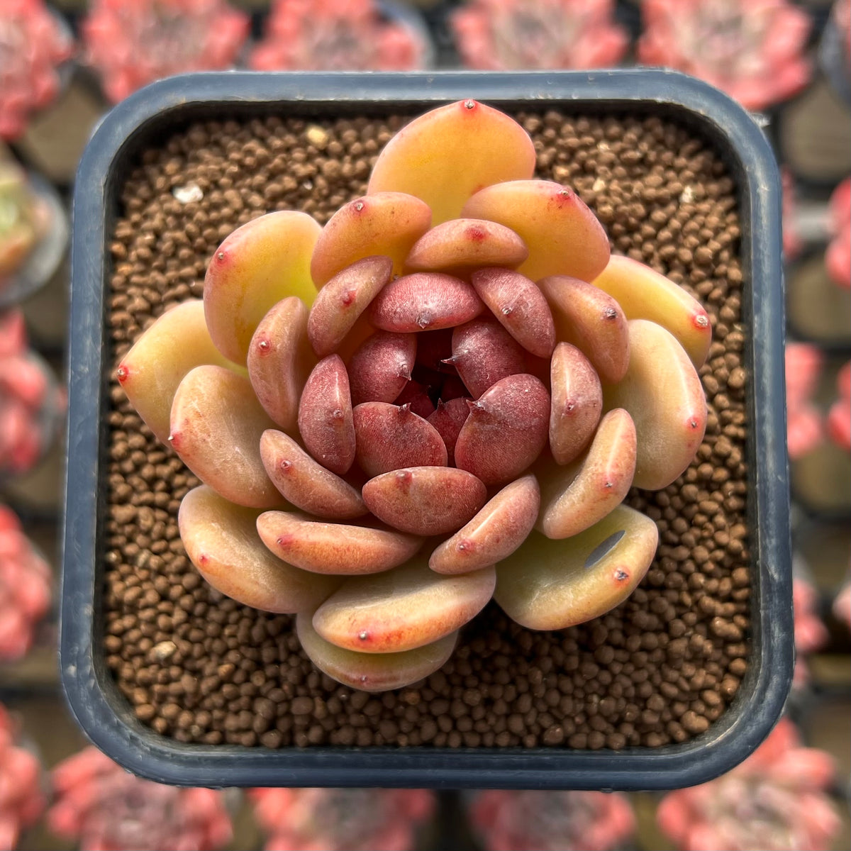 Echeveria 'Blood Queen' x 'Elegans' Hybrid 2" Flower Village Hybrid Succulent Plant Cutting