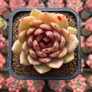 Echeveria 'Blood Queen' x 'Elegans' Hybrid 2" Flower Village Hybrid Succulent Plant Cutting