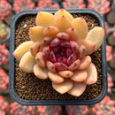 Echeveria 'Blood Queen' x 'Elegans' Hybrid 2" Flower Village Hybrid Succulent Plant Cutting