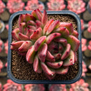 Echeveria 'Blood Maria' Hybrid x 'Purple Maria' Hybrid 2" Flower Village Hybrid Succulent Plant Cutting