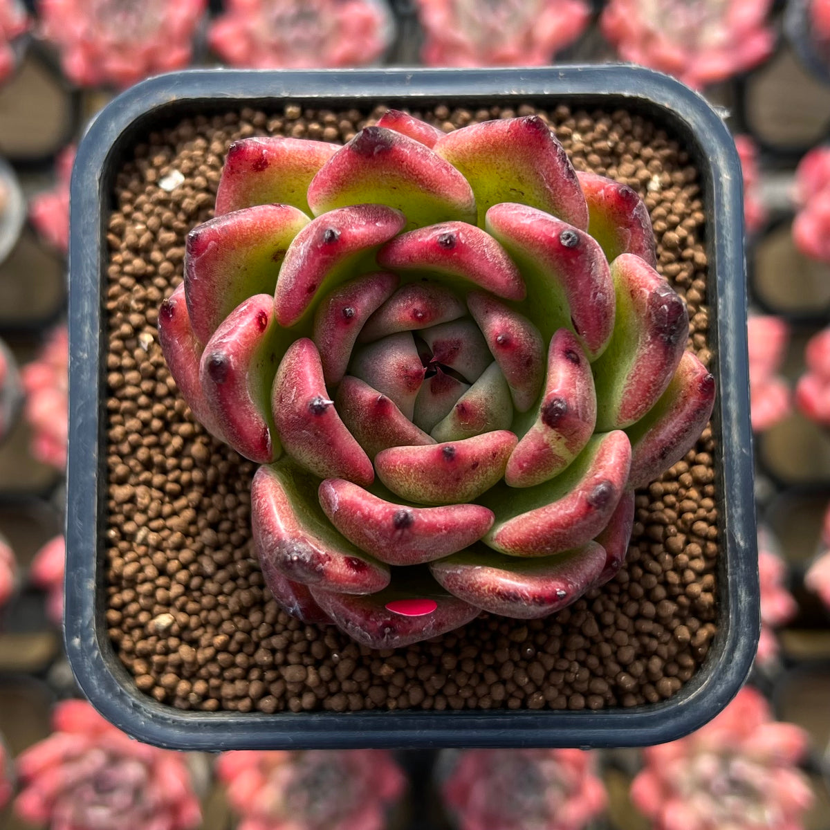 Echeveria 'Blood Maria' Hybrid x 'Purple Maria' Hybrid 2" Flower Village Hybrid Succulent Plant Cutting