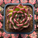 Echeveria 'Blood Maria' Hybrid x 'Purple Maria' Hybrid 2" Flower Village Hybrid Succulent Plant Cutting