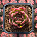 Echeveria 'Blood Maria' Hybrid x 'Purple Maria' Hybrid 2" Flower Village Hybrid Succulent Plant Cutting