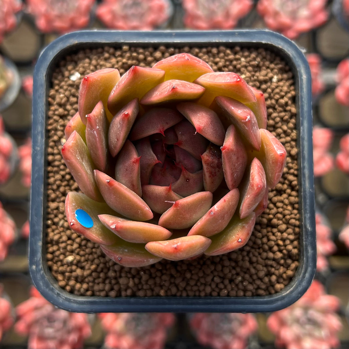 Echeveria Hybrid sp. x 'Maria' Hybrid 2" Flower Village Hybrid Succulent Plant Cutting