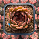 Echeveria Hybrid sp. x 'Maria' Hybrid 2" Flower Village Hybrid Succulent Plant Cutting