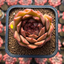 Echeveria Hybrid sp. x 'Maria' Hybrid 2" Flower Village Hybrid Succulent Plant Cutting