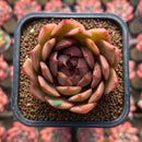 Echeveria Hybrid sp. x 'Maria' Hybrid 2" Flower Village Hybrid Succulent Plant Cutting