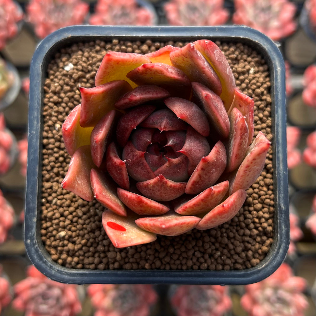 Echeveria Hybrid sp. x 'Maria' Hybrid 2" Flower Village Hybrid Succulent Plant Cutting