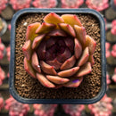 Echeveria Hybrid sp. x 'Maria' Hybrid 2" Flower Village Hybrid Succulent Plant Cutting