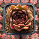 Echeveria Hybrid sp. x 'Maria' Hybrid 2" Flower Village Hybrid Succulent Plant Cutting