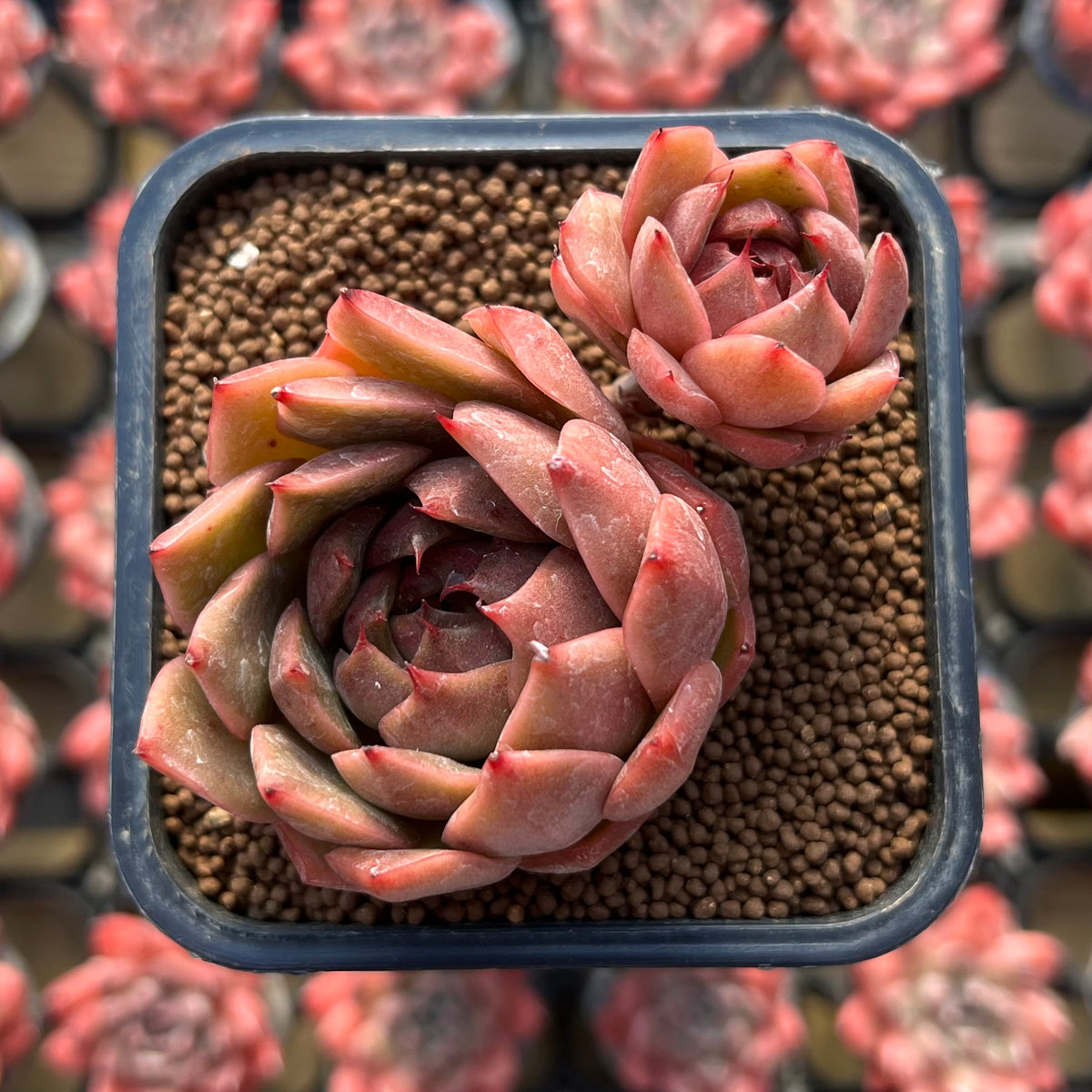 Echeveria Hybrid sp. x 'Maria' Hybrid 2" Flower Village Hybrid Succulent Plant Cutting