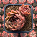 Echeveria Hybrid sp. x 'Maria' Hybrid 2" Flower Village Hybrid Succulent Plant Cutting