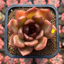 Echeveria Laui x 'Black Queen' Hybrid 2" Flower Village Hybrid Succulent Plant Cutting