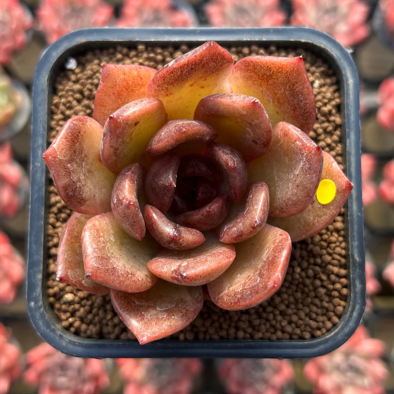 hybrid succulent plants Echeveria Laui x 'Black Queen' Hybrid 2" Flower Village Hybrid Succulent Plant Cutting