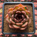 Echeveria Laui x 'Black Queen' Hybrid 2" Flower Village Hybrid Succulent Plant Cutting