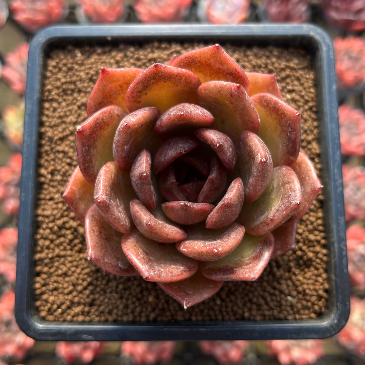 Echeveria Laui x 'Black Queen' Hybrid 2" Flower Village Hybrid Succulent Plant Cutting