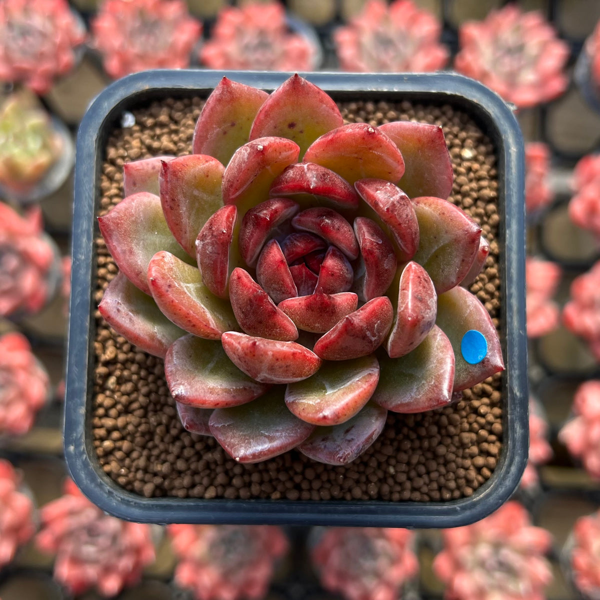 Echeveria 'Tinker Lenny' Red Type 2" Flower Village Hybrid Succulent Plant Cutting