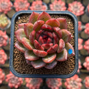 Echeveria 'Tinker Lenny' Red Type 2" Flower Village Hybrid Succulent Plant Cutting