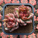 Echeveria 'Tinker Lenny' Red Type 2" Flower Village Hybrid Succulent Plant Cutting